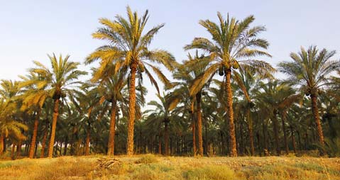 نخلستان‌